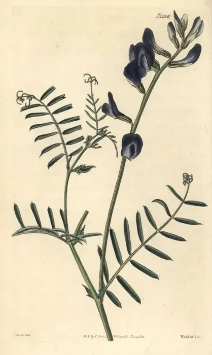 Framed Print : Saint-foin vetch, Vicia onobrychioides Framed Print : Saint-foin vetch, Vicia onobrychioides