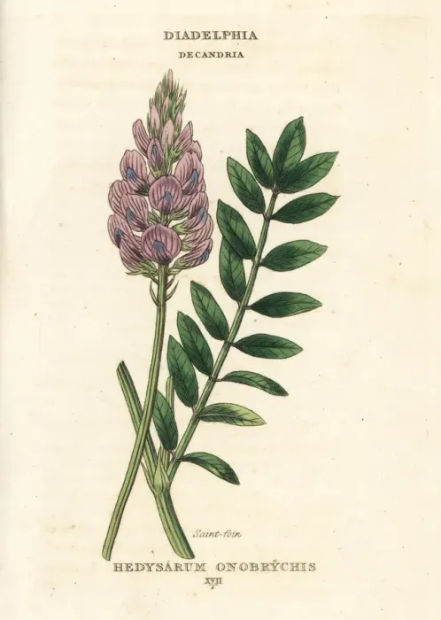 Framed Print : Saintfoin, Onobrychis viciifolia Framed Print : Saintfoin, Onobrychis viciifolia