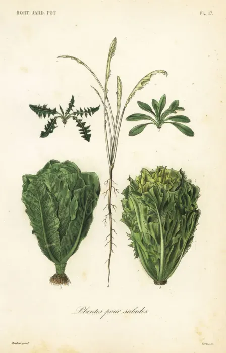 Framed Print : Salad plants, plantes pour salades Framed Print : Salad plants, plantes pour salades