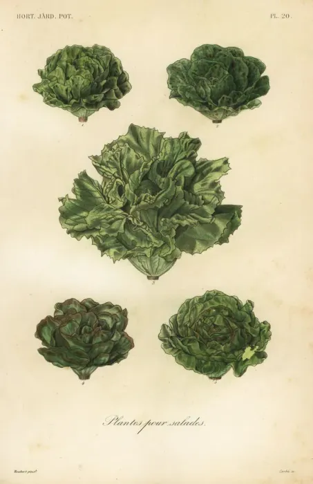 Framed Print : Salad vegetables, plantes pour salades