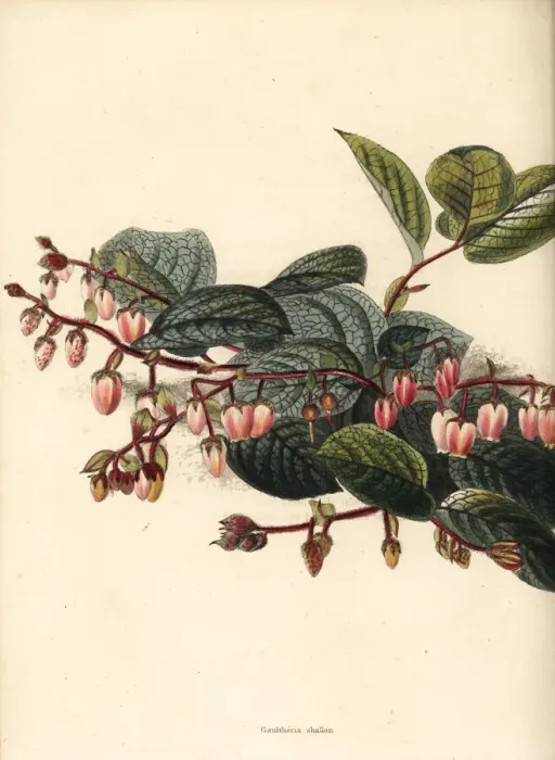 Framed Print : Salal, shallon or gaultheria, Gaultheria shallon Framed Print : Salal, shallon or gaultheria, Gaultheria shallon