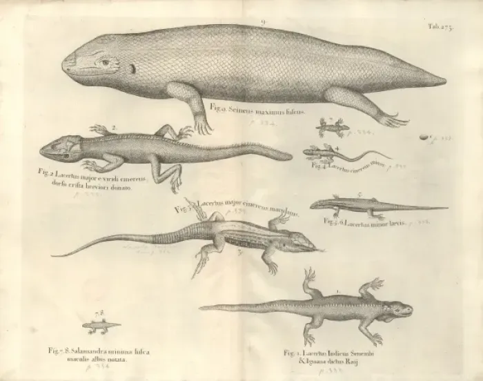 Framed Print : Salamander illustration Framed Print : Salamander illustration