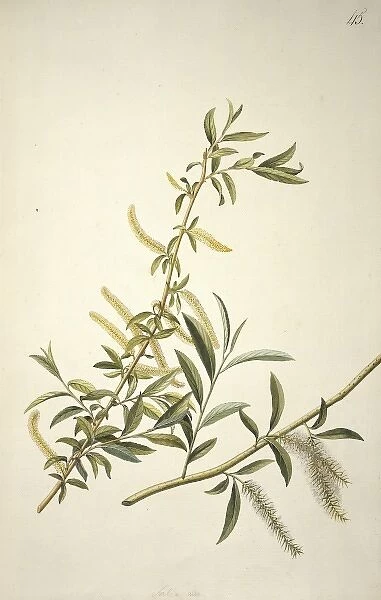 Salix alba L. willow