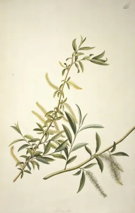 Framed Print : Salix alba L. willow Framed Print : Salix alba L. willow