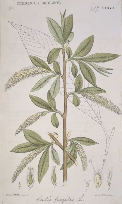 Framed Print : Salix fragilis L. CCXVII, crack willow Framed Print : Salix fragilis L. CCXVII, crack willow
