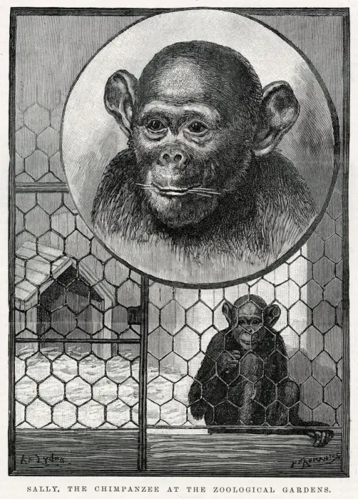 Framed Print : Sally, chimpanzee at Zoological Gardens arriving at in October 1883 as a small infant Framed Print : Sally, chimpanzee at Zoological Gardens arriving at in October 1883 as a small infant