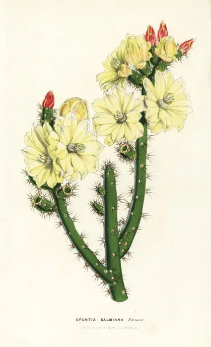 Framed Print : Salm-Dycks prickly pear cactus, Opuntia salmiana Framed Print : Salm-Dycks prickly pear cactus, Opuntia salmiana
