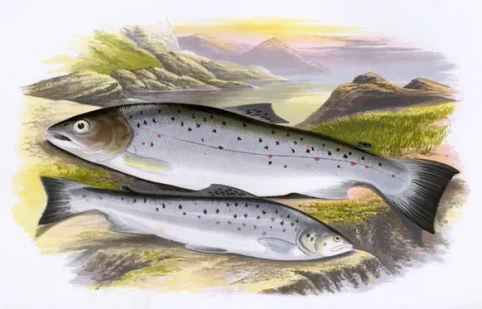 Framed Print : Salmo cambricus, or Young Salmon Framed Print : Salmo cambricus, or Young Salmon