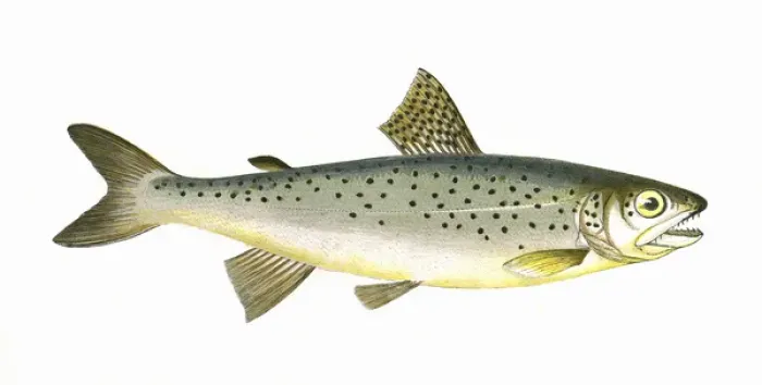 Framed Print : Salmo coecifer, or Loch Leven Trout Framed Print : Salmo coecifer, or Loch Leven Trout