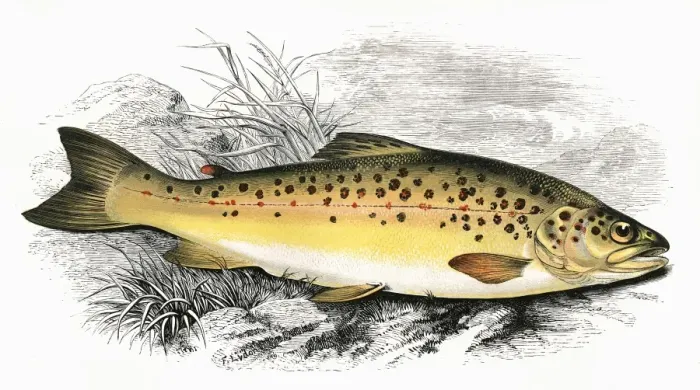 Framed Print : Salmo fario, or Common Trout Framed Print : Salmo fario, or Common Trout
