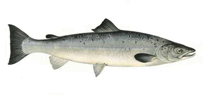 Framed Print : Salmo salar, or Atlantic Salmon Framed Print : Salmo salar, or Atlantic Salmon