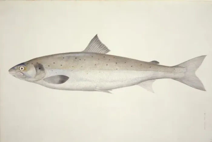 Framed Print : Salmo salar, Atlantic salmon Framed Print : Salmo salar, Atlantic salmon