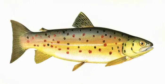 Framed Print : Salmo stomachicus, or Gillaroo Framed Print : Salmo stomachicus, or Gillaroo