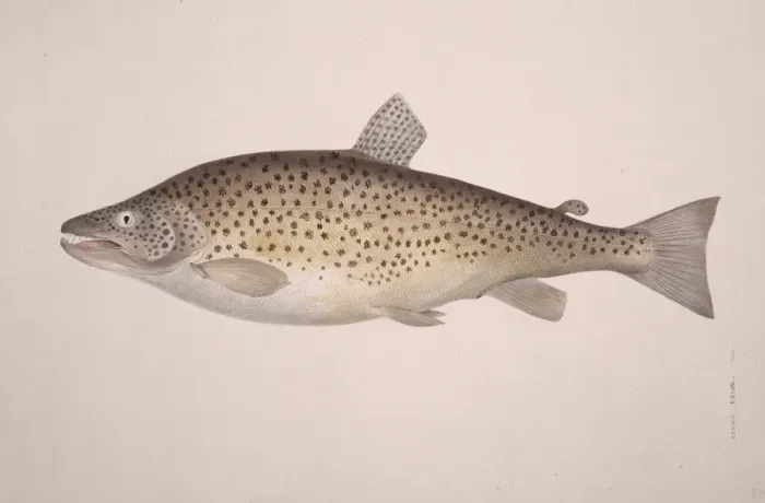 Framed Print : Salmo trutta, brown trout Framed Print : Salmo trutta, brown trout