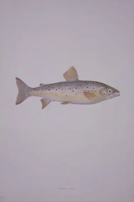 Framed Print : Salmo trutta, brown trout Framed Print : Salmo trutta, brown trout