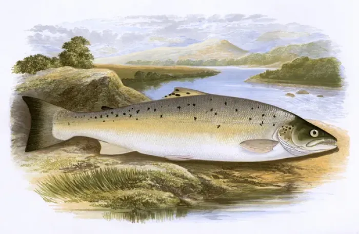 Framed Print : Salmo trutta, or Salmon Trout Framed Print : Salmo trutta, or Salmon Trout