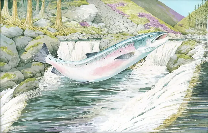 Framed Print : Salmon by H.J. Oliver Framed Print : Salmon by H.J. Oliver