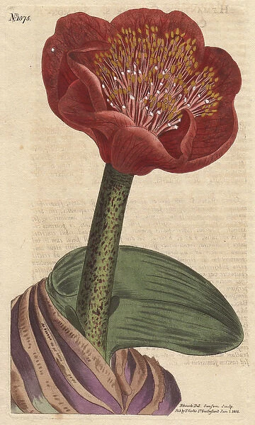 Salmon-colored blood flower, native of South