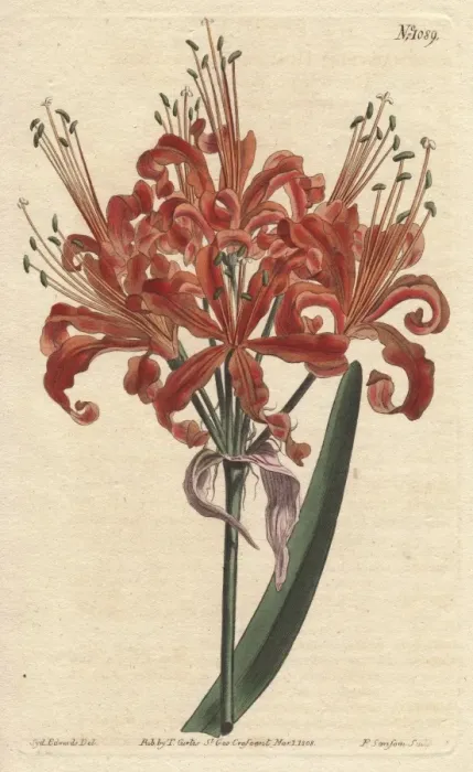 Framed Print : Salmon-coloured amaryllis, with curly orange Framed Print : Salmon-coloured amaryllis, with curly orange