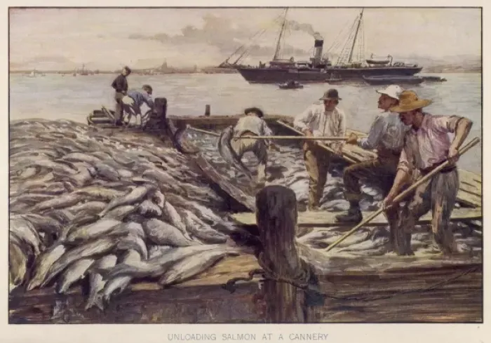 Framed Print : Salmon Fishing / Circ. 1906 Framed Print : Salmon Fishing / Circ. 1906