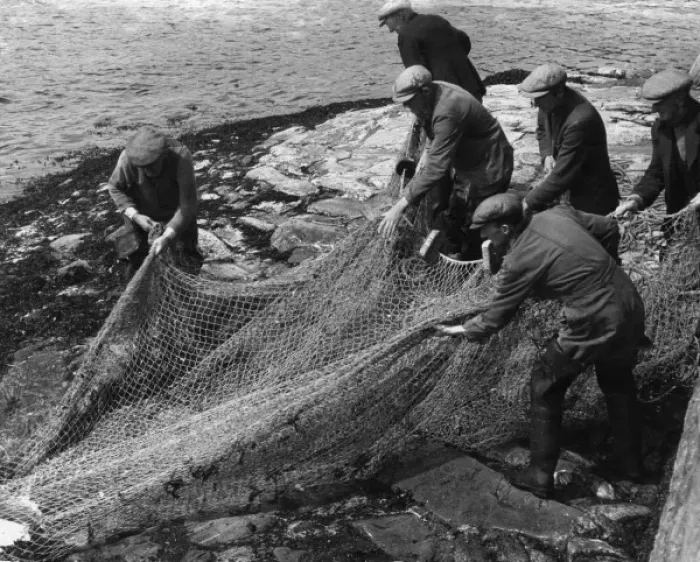 Framed Print : Salmon in Nets Framed Print : Salmon in Nets