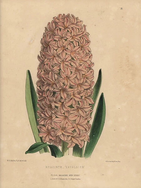 Salmon-pink hyacinth hybrid, Hyacinthus Excelsior