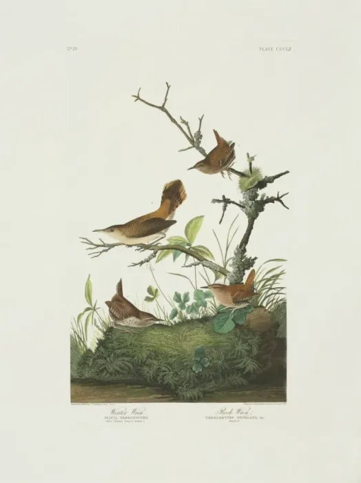Framed Print : Salpinctes obsoletus, rock wren, Troglodytes troglodytes, wi Framed Print : Salpinctes obsoletus, rock wren, Troglodytes troglodytes, wi