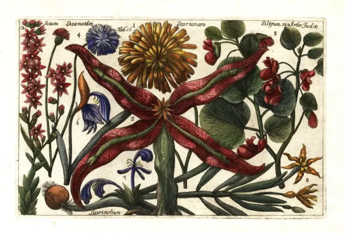 Framed Print : Salsify, houseleek, snakeroot, cornflower Framed Print : Salsify, houseleek, snakeroot, cornflower