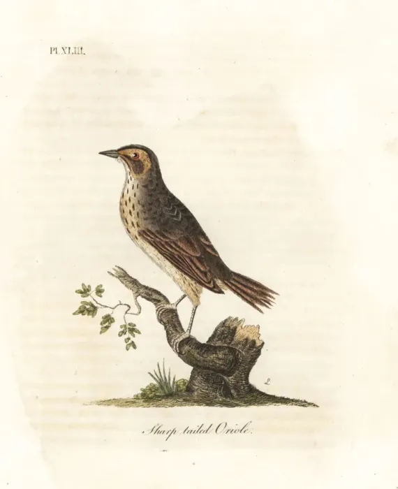 Framed Print : Saltmarsh sparrow, Ammodramus caudacutus. Vulnerable