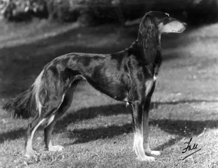 Framed Print : Saluki - Ch. Sarona Gemil Framed Print : Saluki - Ch. Sarona Gemil
