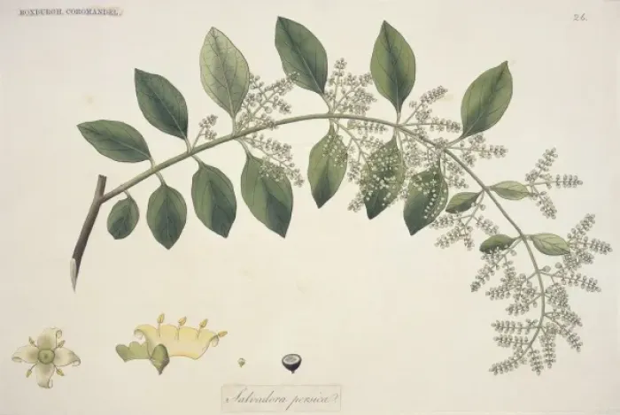 Framed Print : Salvadora persica, toothbrush tree Framed Print : Salvadora persica, toothbrush tree