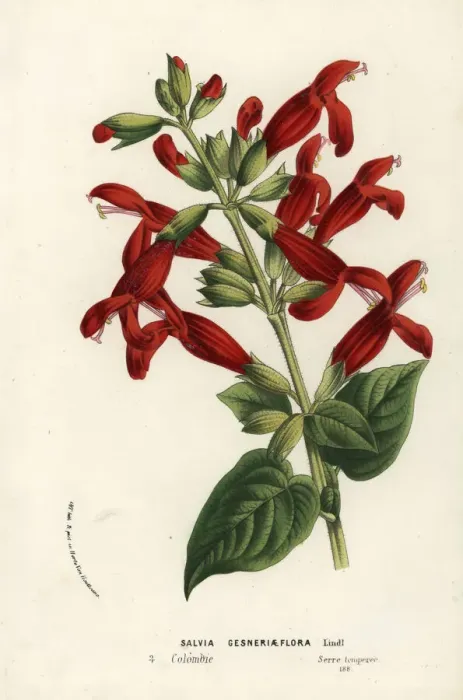 Framed Print : Salvia gesneriiflora Framed Print : Salvia gesneriiflora