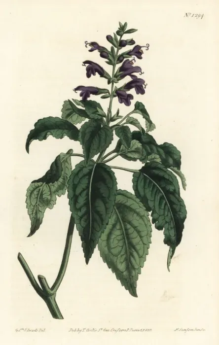 Framed Print : Salvia lamiifolia Framed Print : Salvia lamiifolia