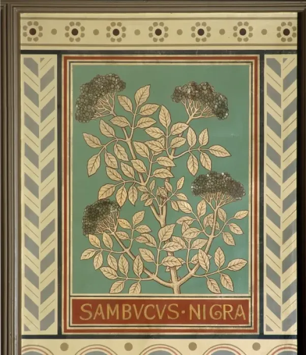 Framed Print : Sambucus nigra, elder Framed Print : Sambucus nigra, elder