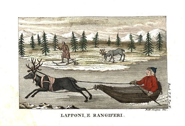 Sami man or Lapplander in a sleigh pulled