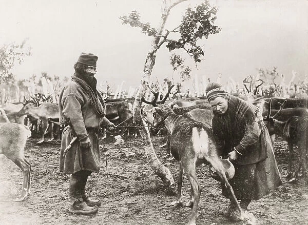 Sami man and woman milking a reindeer, Norway