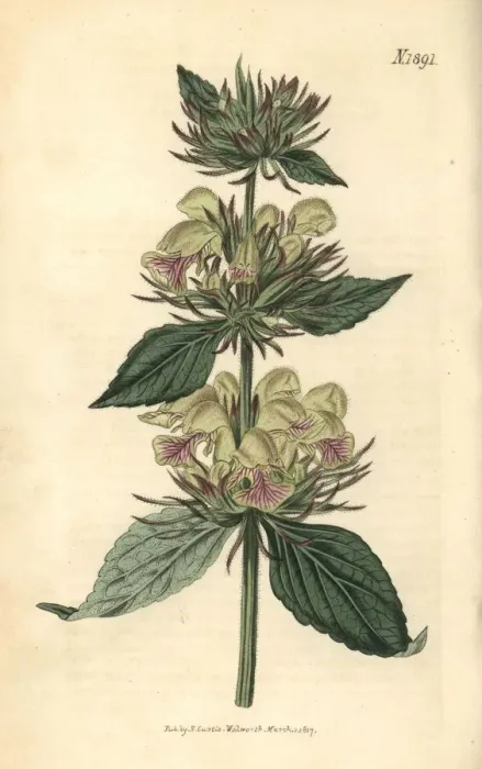 Framed Print : Samian phlomis, Phlomis samia Framed Print : Samian phlomis, Phlomis samia