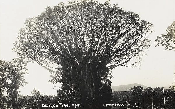 Samoa - Banyan Tree