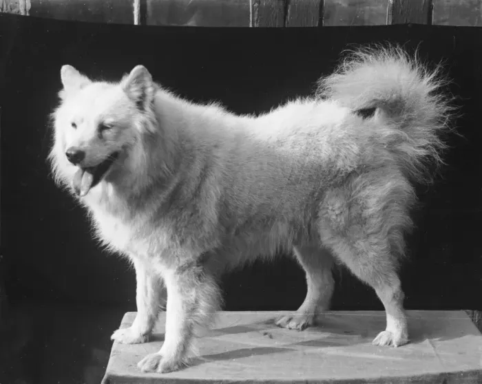 Framed Print : A Samoyed 1930S Framed Print : A Samoyed 1930S