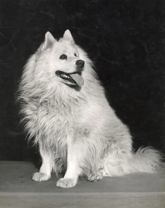 Framed Print : Samoyed Date: circa 1960s Framed Print : Samoyed Date: circa 1960s