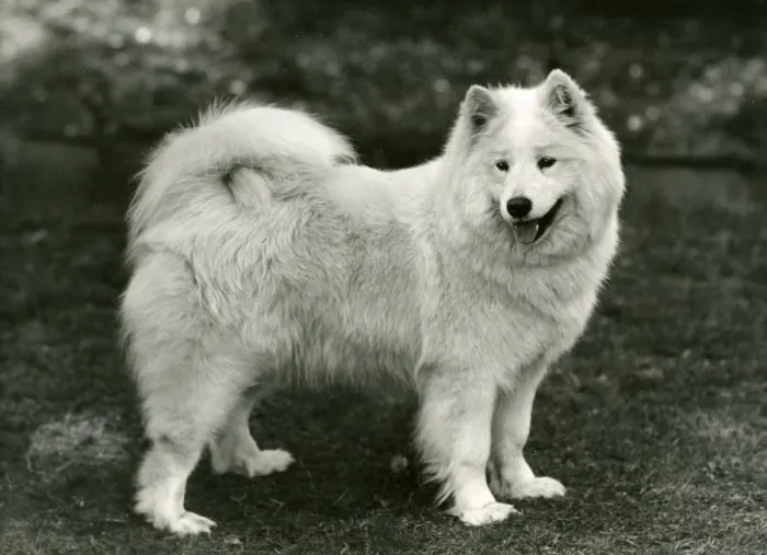 Framed Print : SAMOYED / DAWN OF ARCTIC Framed Print : SAMOYED / DAWN OF ARCTIC