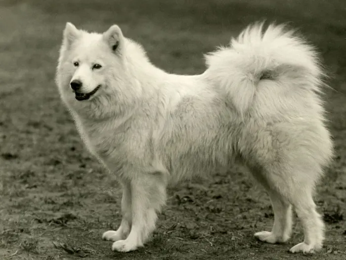 Framed Print : SAMOYED / PEARLA OF KUBE Framed Print : SAMOYED / PEARLA OF KUBE