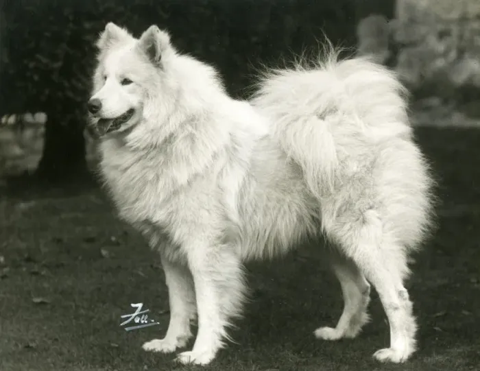 Framed Print : SAMOYED / TITAN OF ARCTIC Framed Print : SAMOYED / TITAN OF ARCTIC