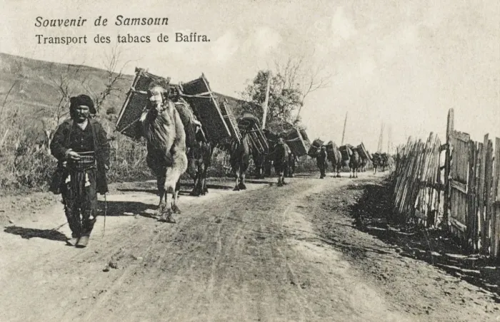 Framed Print : Samsun - Camels transporting tobacco Framed Print : Samsun - Camels transporting tobacco