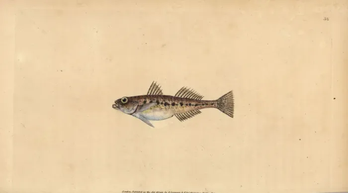 Framed Print : Sand goby, Pomatoschistus minutus Framed Print : Sand goby, Pomatoschistus minutus