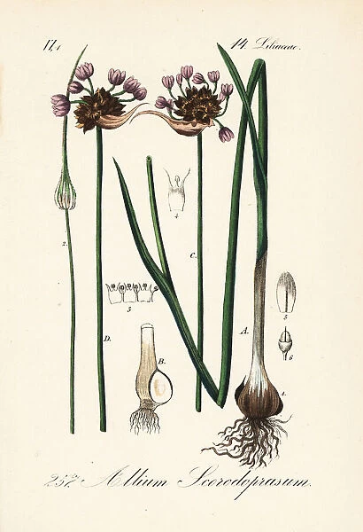 Sand leek or rocambole, Allium scorodoprasum