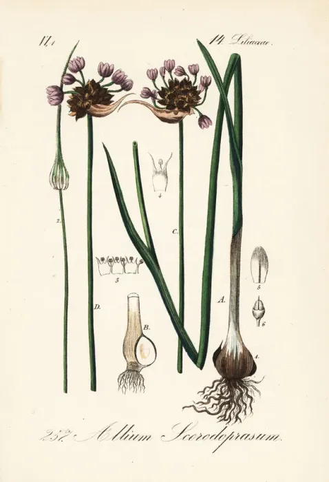 Framed Print : Sand leek or rocambole, Allium scorodoprasum Framed Print : Sand leek or rocambole, Allium scorodoprasum