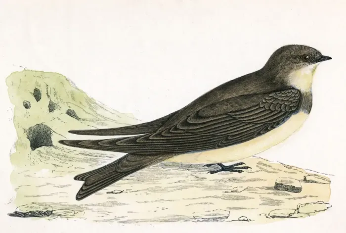 Framed Print : Sand Martin (Morris) Framed Print : Sand Martin (Morris)