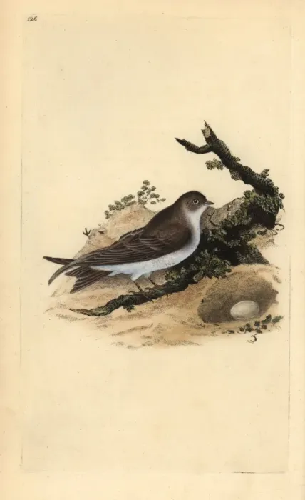 Framed Print : Sand martin, Riparia riparia, with nest and egg Framed Print : Sand martin, Riparia riparia, with nest and egg