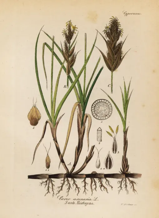 Framed Print : Sand sedge, Carex arenaria Framed Print : Sand sedge, Carex arenaria